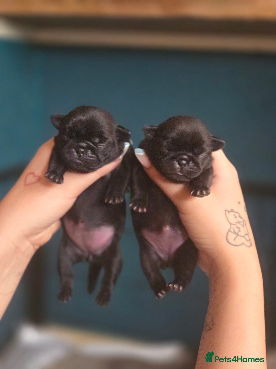 Pug dogs for sale: Chunky pug pups - Image 7