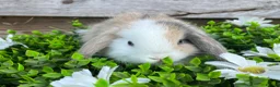 Mini Lop rabbits for sale: Gorgeous Mini lops  - Advert 11