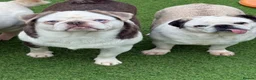 Pug dogs for sale: Kc Lilac tan panda male  - Advert 16