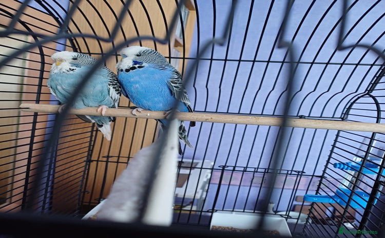 Budgerigars birds - Advert 14