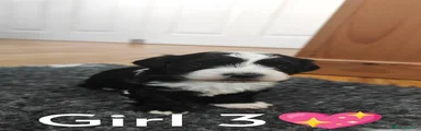 Havanese Puppy 9