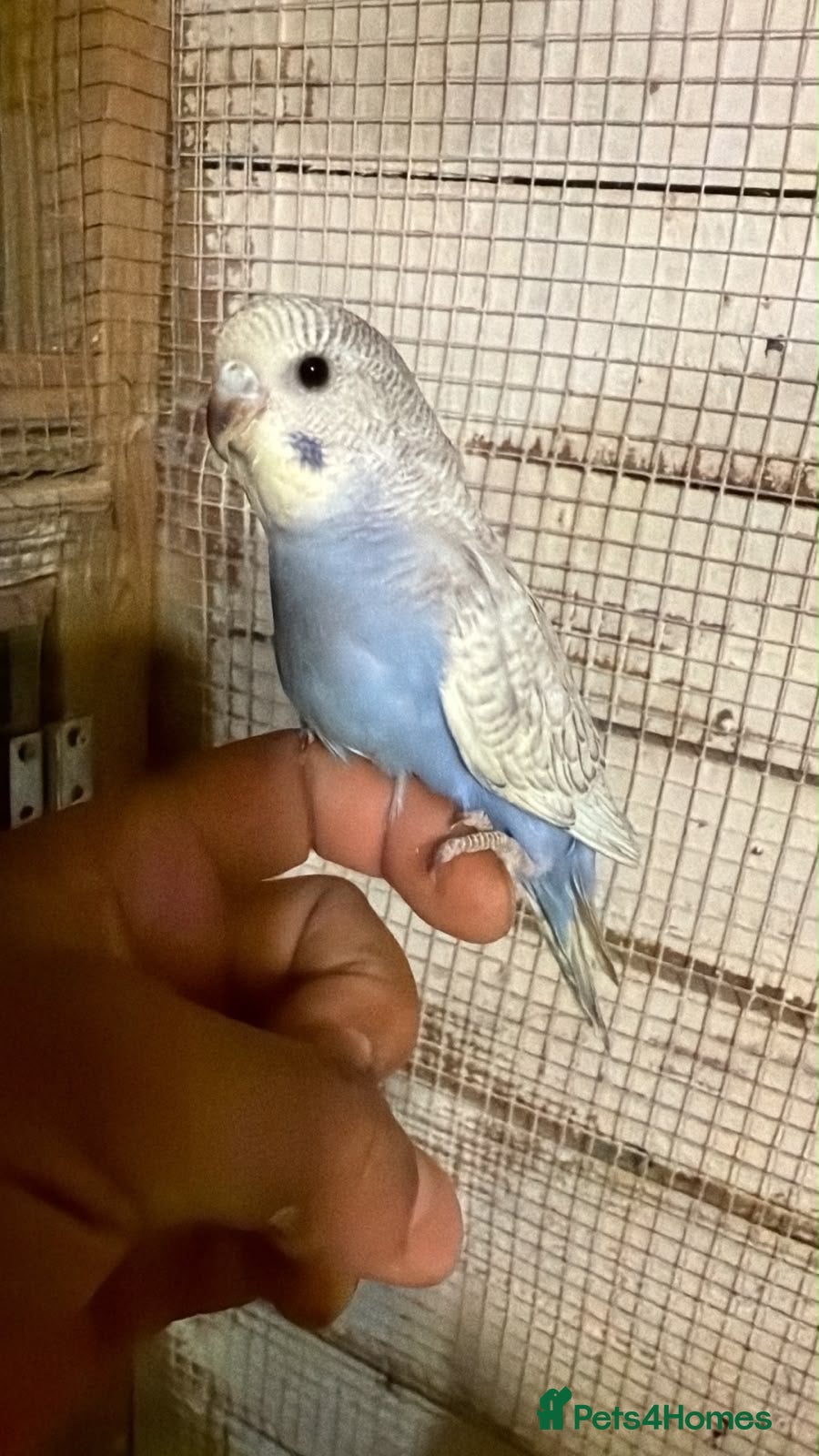 Budgerigars birds Budgies for sale £40 each collection mk404nn - Advert 20
