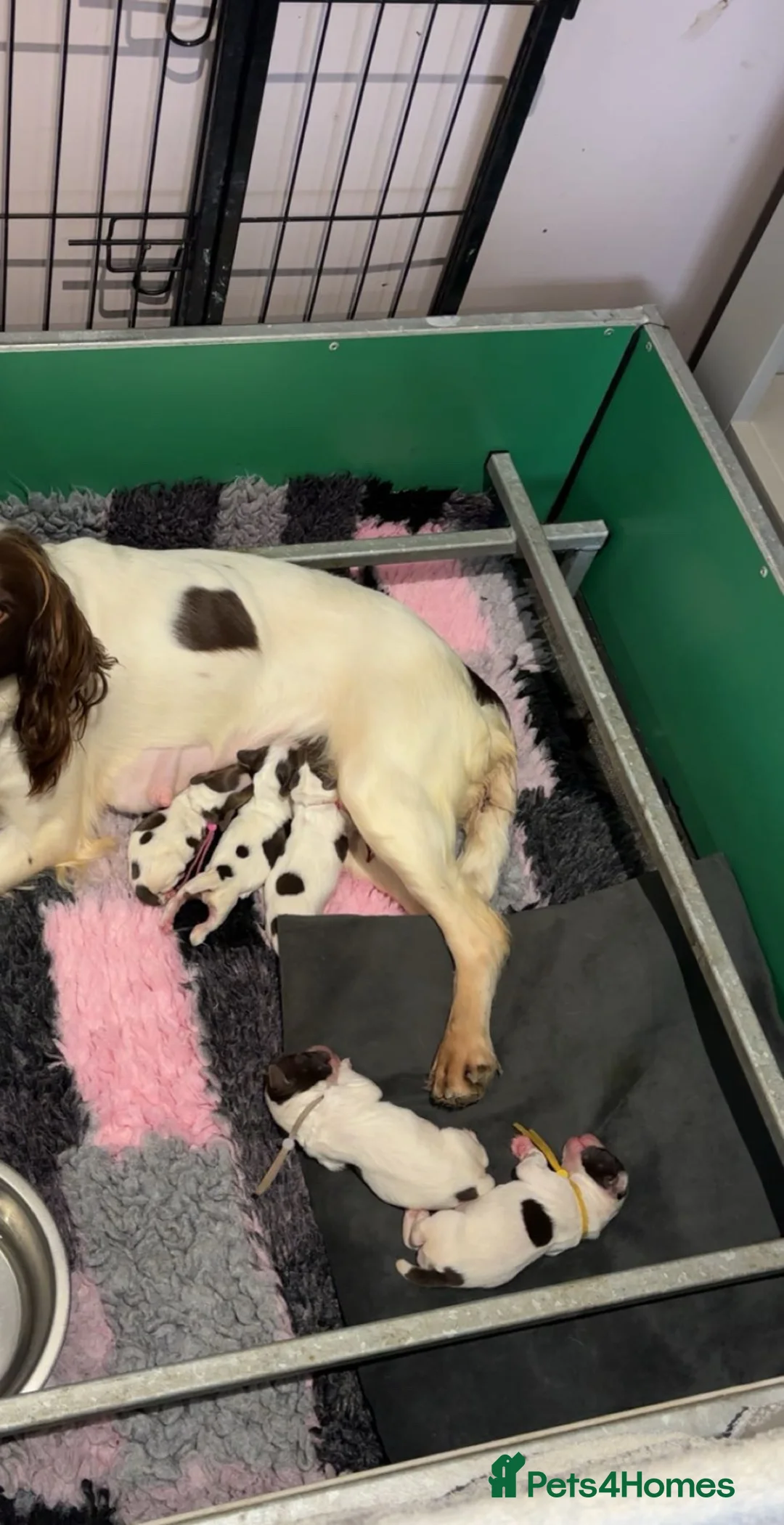 Sprocker dogs for sale: Sprocker bitch puppies  - Advert 3