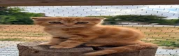 Scottish Fold cats for sale: Scottish fold x raggamuffin  - Advert 12