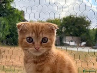 Scottish Fold cats Scottish fold x raggamuffin - Advert 1
