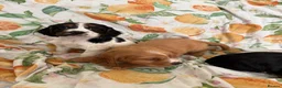 Cocker Spaniel dogs for sale: Cocker Spaniel Puppies  in Bishop Auckland - Advert 12