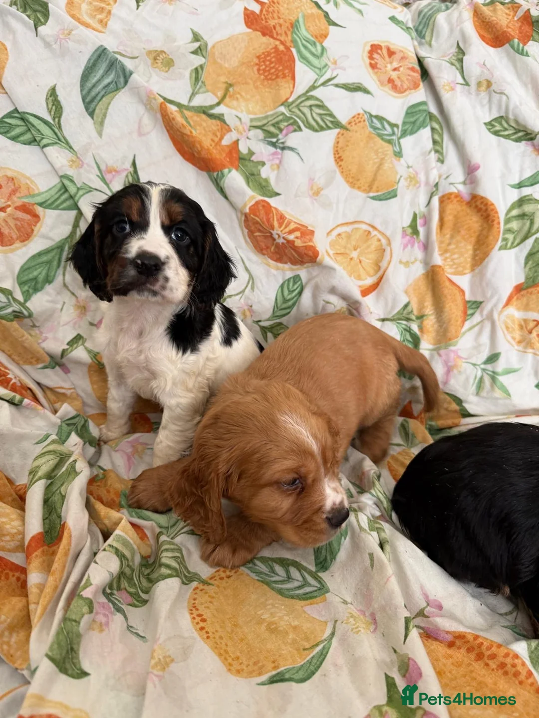 Cocker Spaniel dogs for sale: Cocker Spaniel Puppies  in Bishop Auckland - Advert 12