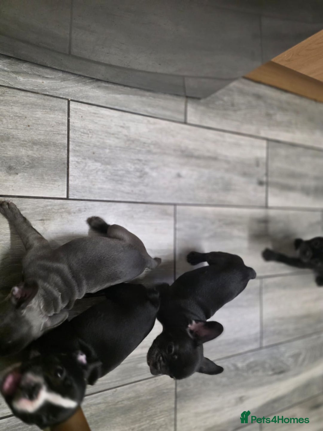 French Bulldog dogs for sale: 2 Adult French bulldogs and 4 Puppies  - Image 25