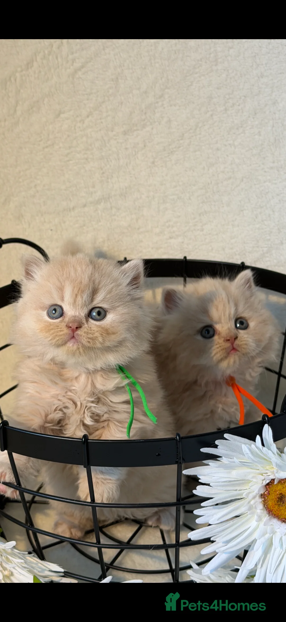 British Shorthair cats for sale: British shorthair and longhair kittens  - Advert 2