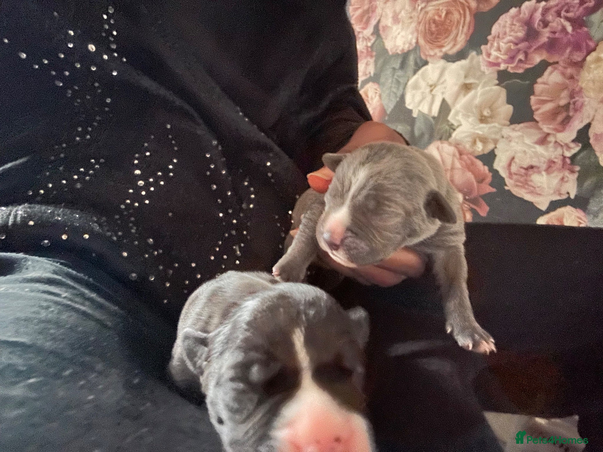 Mixed Breed dogs Staffy mix Puppies  - Advert 4