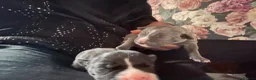 Mixed Breed dogs for sale: Staffy mix Puppies  in Glasgow - Advert 1