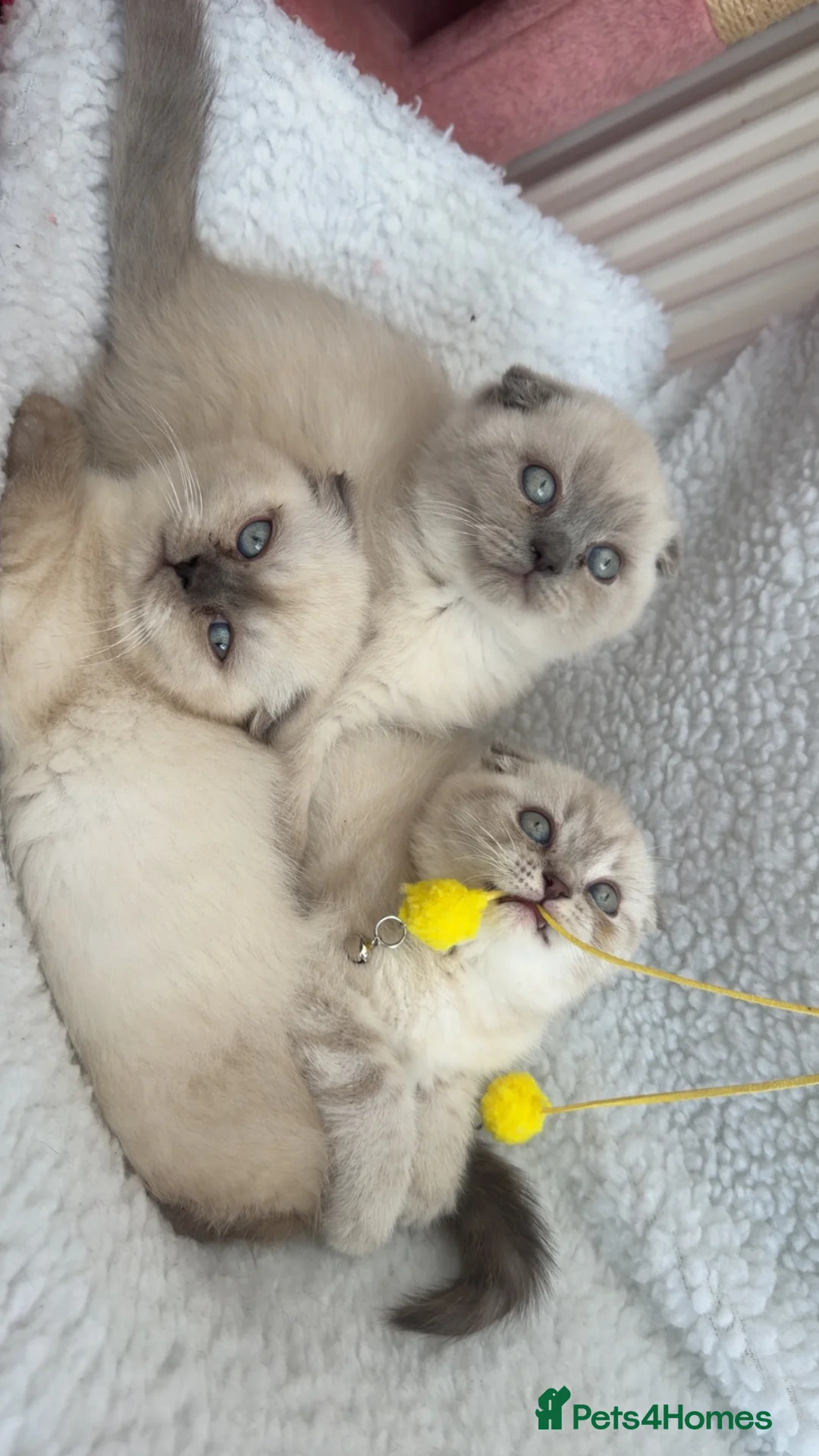 Mixed Breed cats for sale: Mix breed  in Bradford - Advert 2