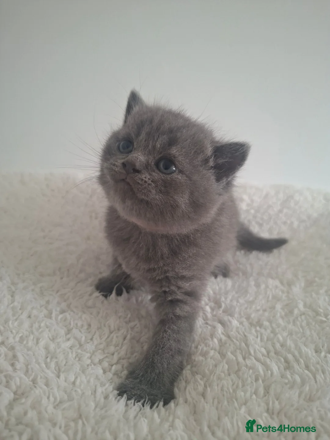 British Shorthair cats for sale: 🩷 Outstanding Chunky GCCF Pedigree BSH 💙 - Advert 9