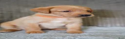 Labrador Retriever dogs for sale: Kennel Club Registered Labrador Puppies  - Advert 6