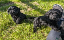 Cockapoo dogs for sale: Ready now! F1 cockapoo pups, health tested parents - Image 16