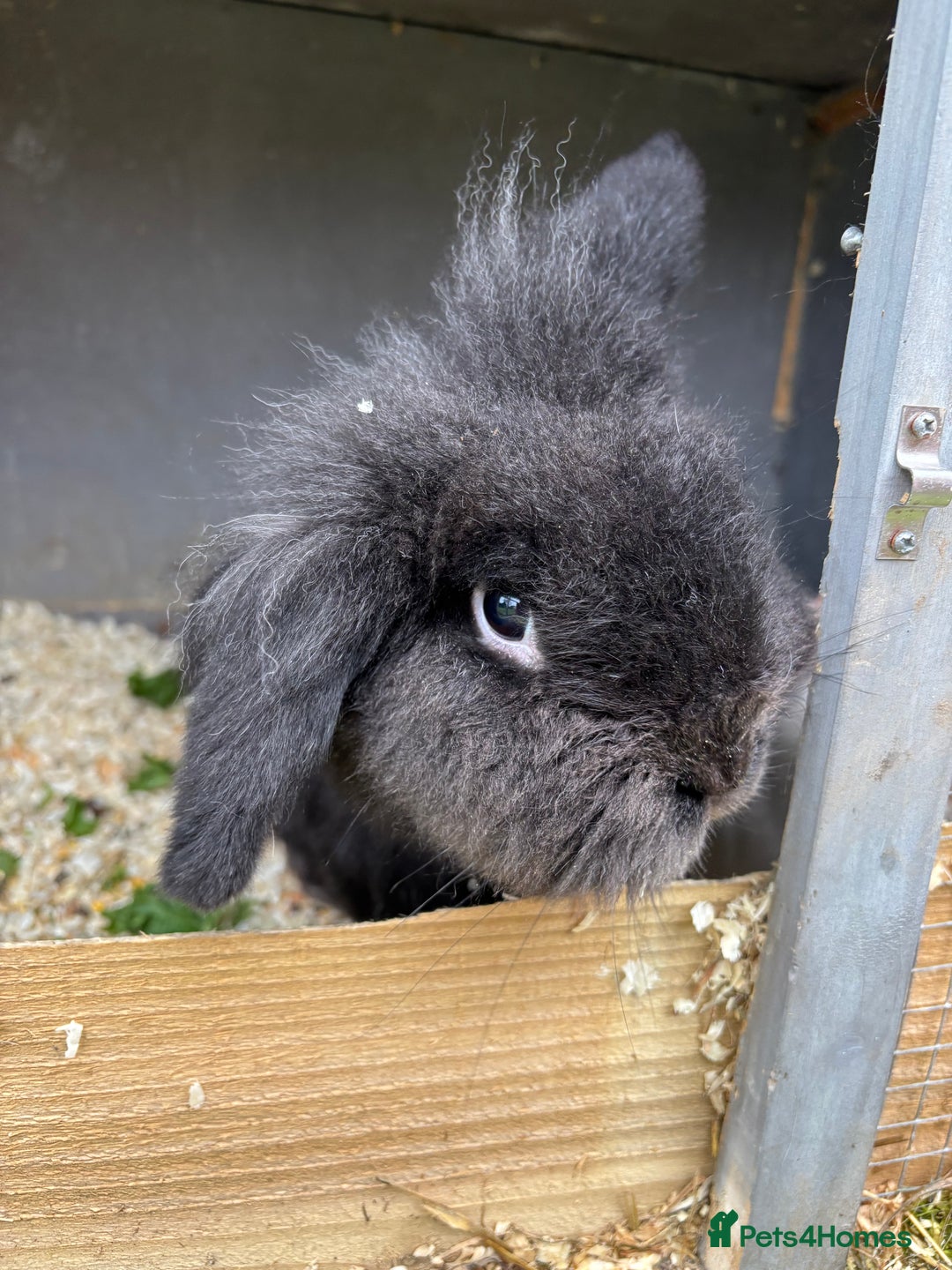 Mixed Breed rabbits for sale: Various rabbits  - Advert 4