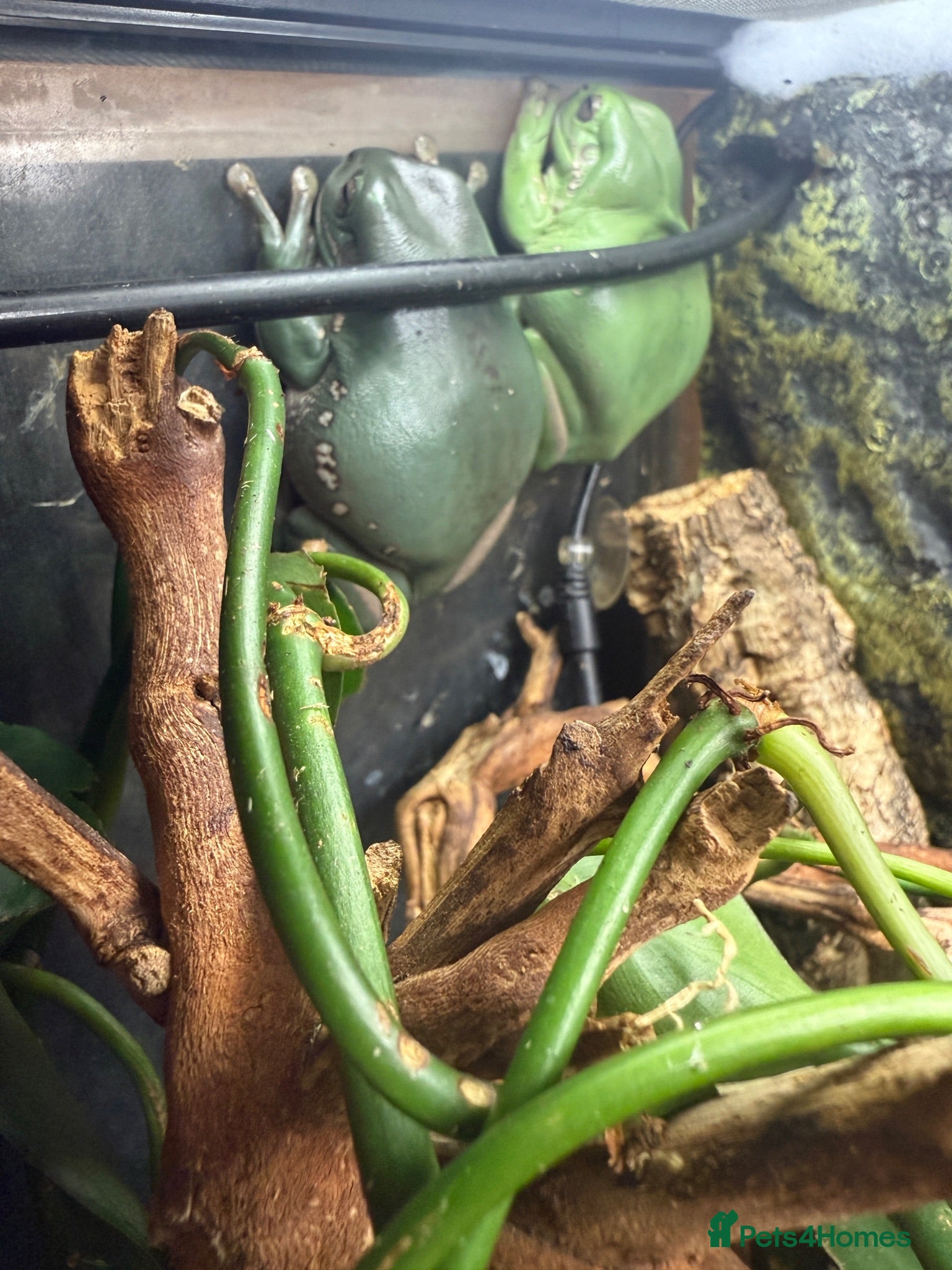 Frog reptiles 2x Whites Tree Frogs + Set Up - Advert 2