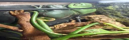 Frog reptiles for sale: 2x Whites Tree Frogs + Set Up in Birmingham - Advert 2