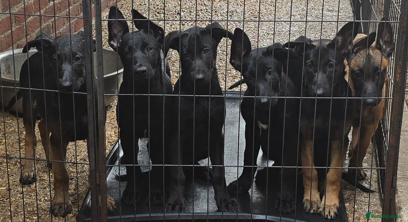 Belgian Shepherd Dog dogs Belgian malinois puppies KNVP working lines - Advert 4