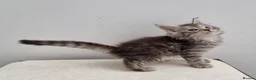 Maine Coon cats for sale: GCCF registered pedigree Maine Coon Kittens  - Advert 8