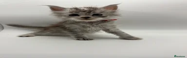 Maine Coon 1