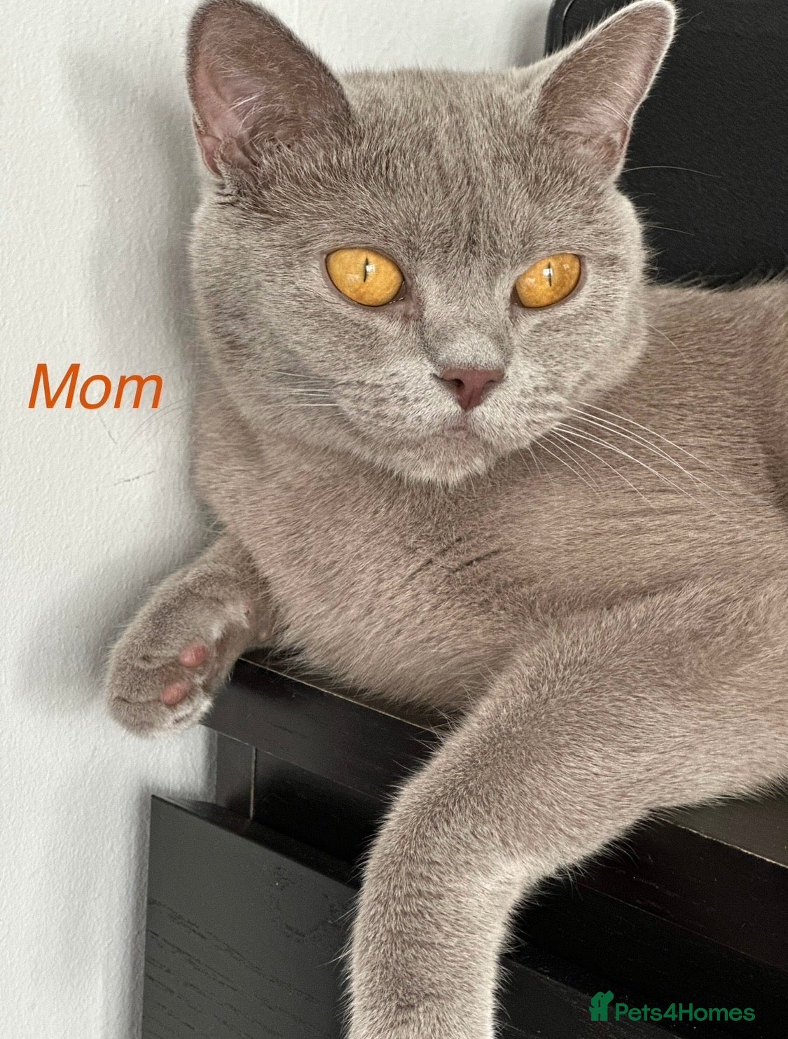 British Shorthair cats Gorgeous BSH Kittens for new home - Advert 1