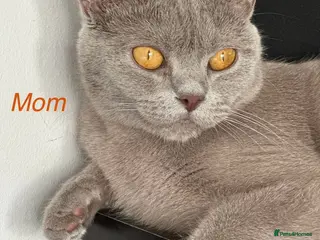 British Shorthair cats Gorgeous BSH Kittens for new home - Advert 1