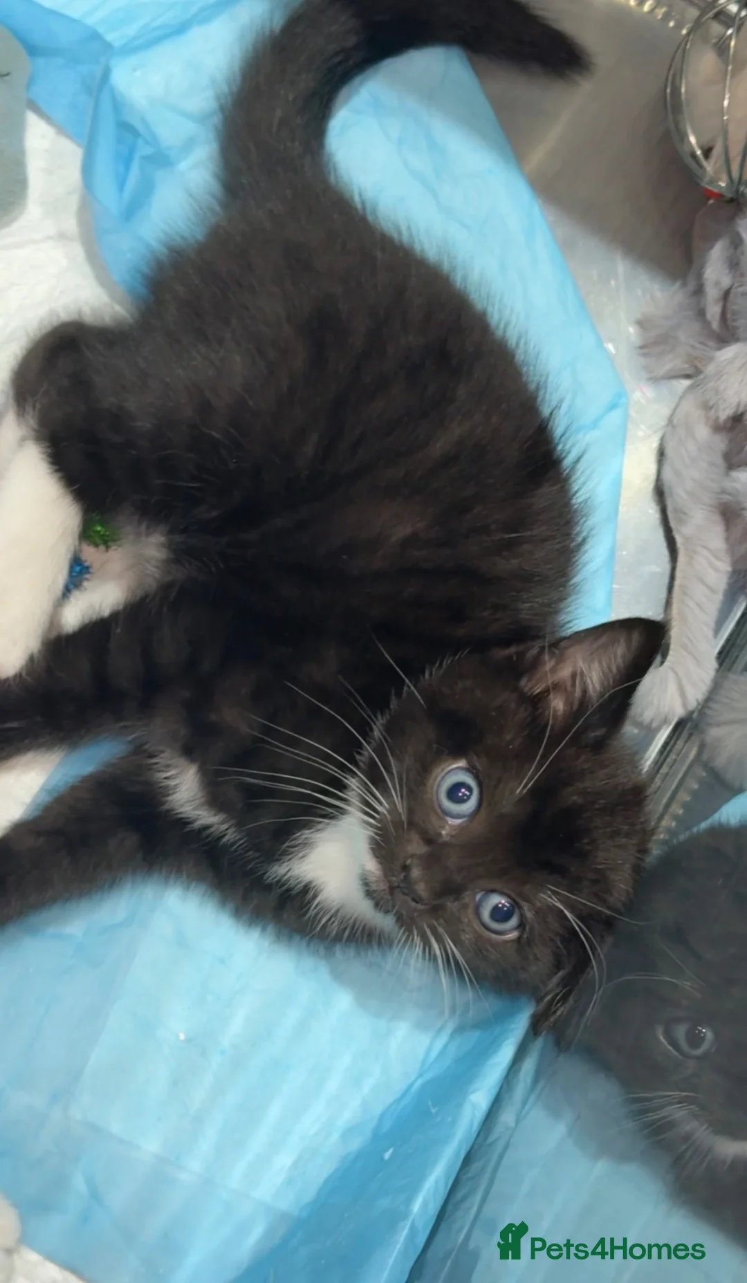 Mixed Breed cats for sale: Playful Litter of 4 *READY TO LEAVE NEXT WEEK* - Advert 40