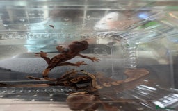 Gecko reptiles for sale: Baby crested geckos - Image 2