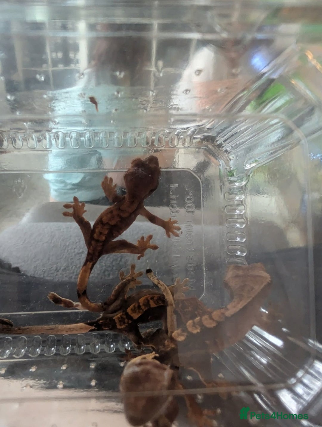 Gecko reptiles for sale: Baby crested geckos - Image 2