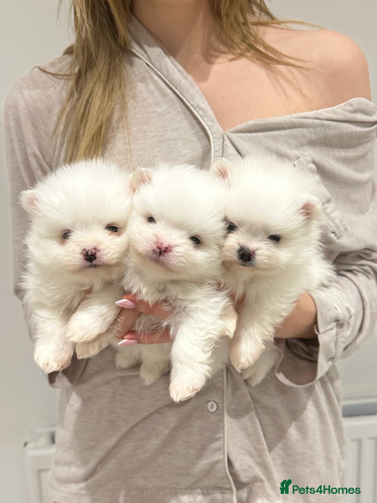Pomeranian dogs 4 white pure bred pomerainian puppies - Advert 3