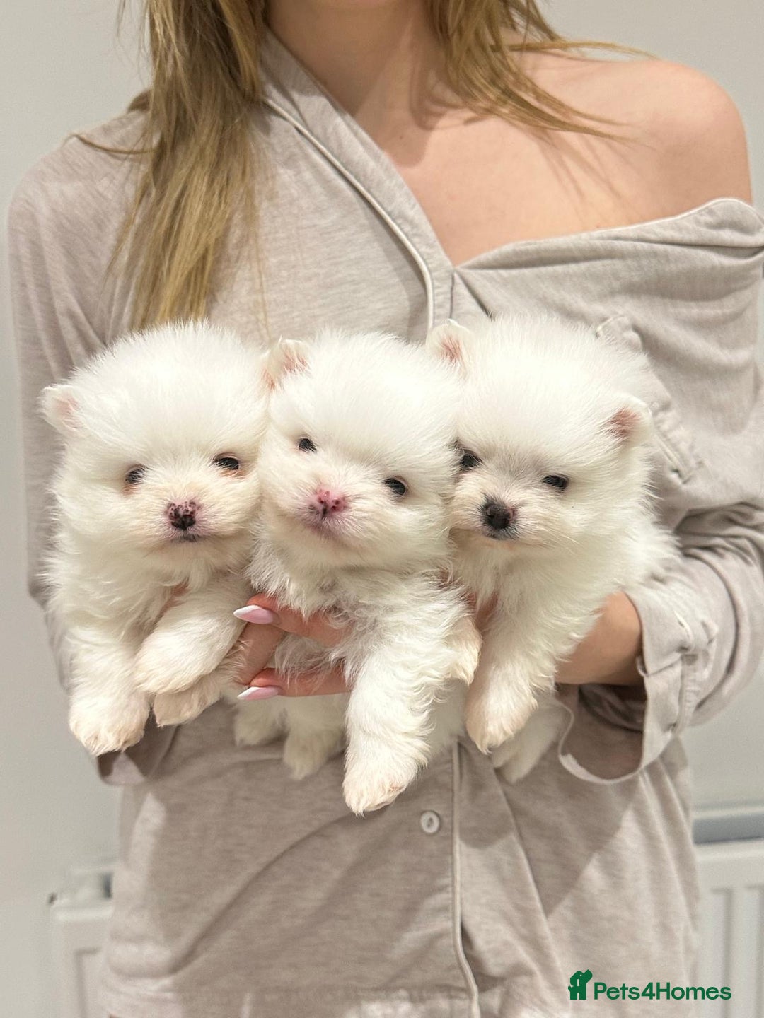 Pomeranian dogs for sale: 4 white pure bred pomerainian puppies - Advert 1