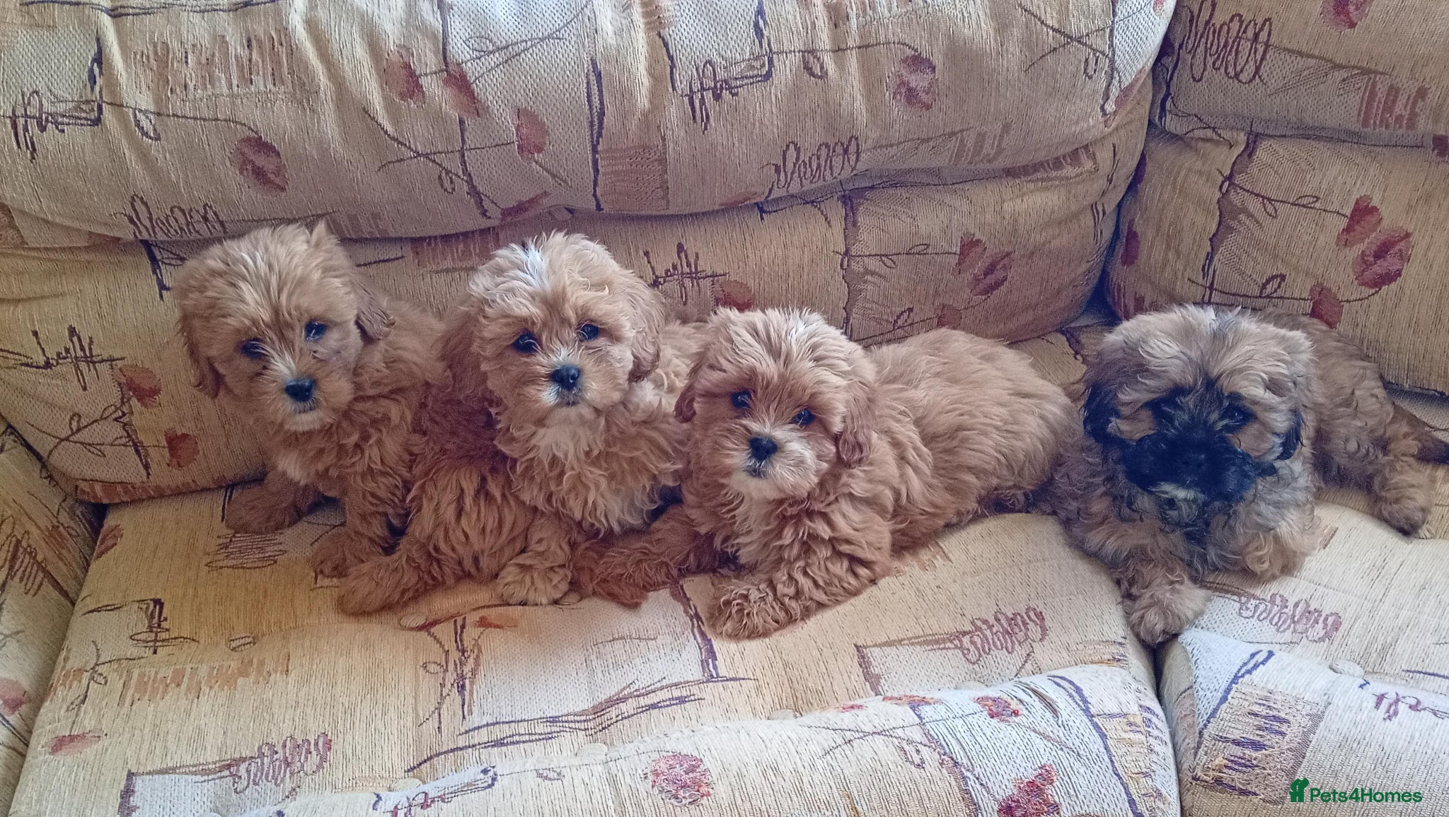 Shih Tzu dogs Shih Tzu puppies - Advert 11