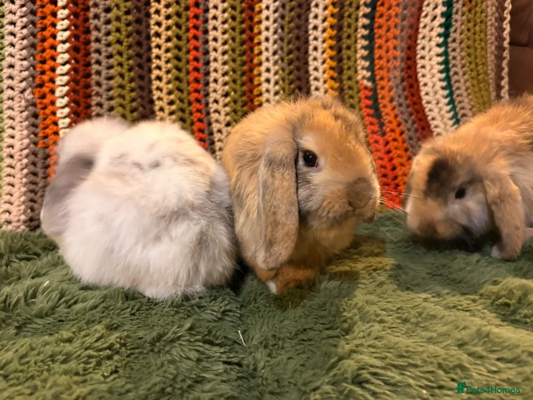 Mini Lop rabbits for sale: Minilop babies ready for new homes  - Advert 9