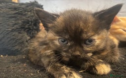 British Shorthair cats for sale: Lovely kittens soon ready for their forever home - Image 2