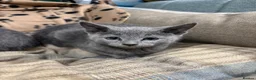 Russian Blue cats for sale: Pure bred Russian blue kittens.  - Advert 7