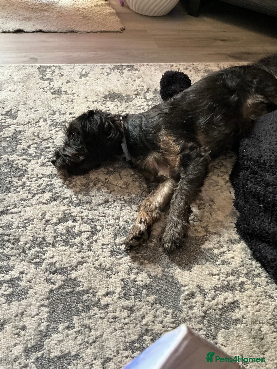 Cavapoo dogs for sale: Cavapoo - Image 3