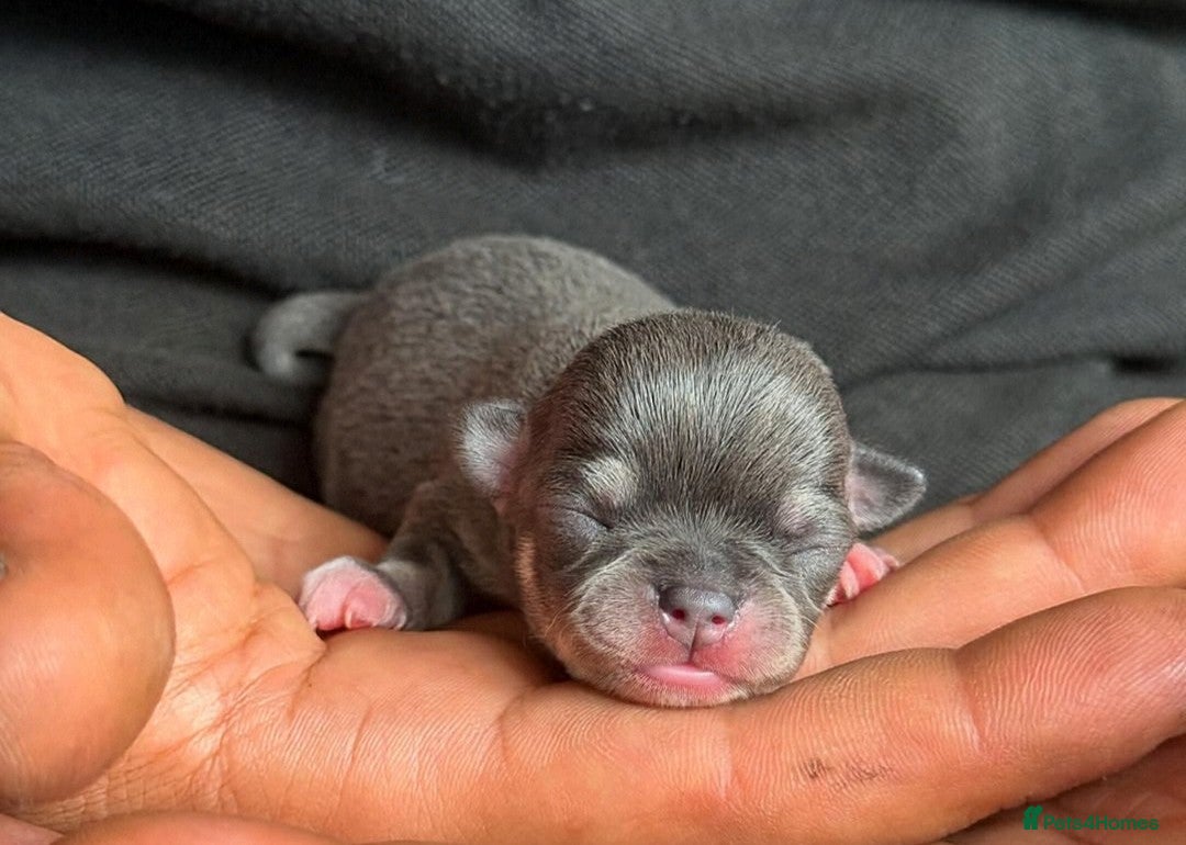 Chihuahua dogs for stud: KC reg - Health tested - PROVEN  - Advert 27