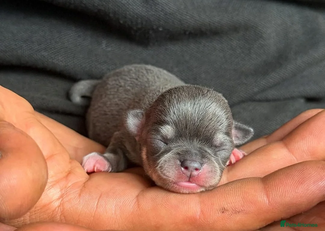 Chihuahua dogs for stud: KC reg-Health tested-PROVEN  - Advert 26