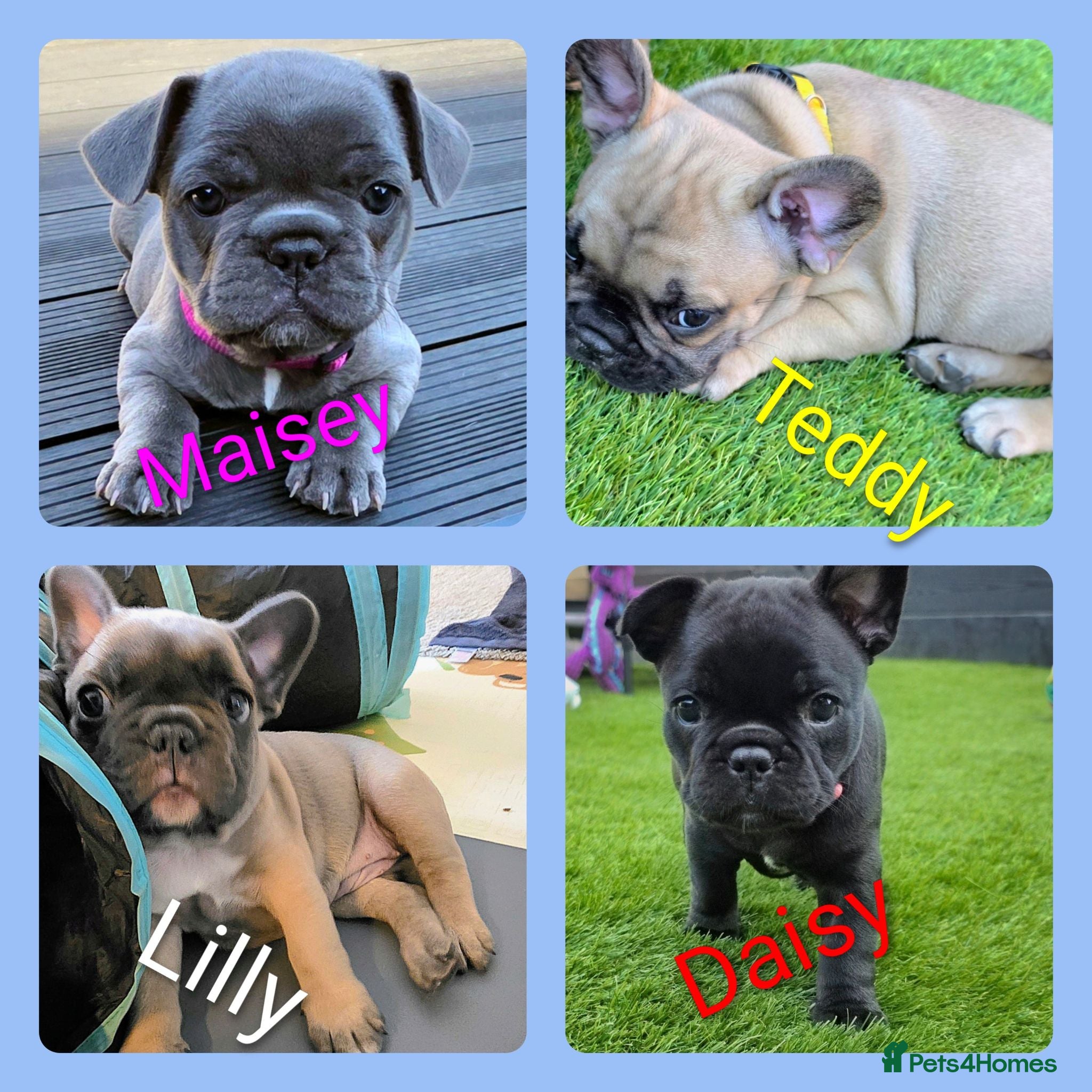 French Bulldog dogs ✨️Exceptional Quality French Bulldog Puppies ✨️ - Advert 12