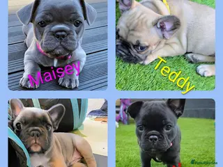 French Bulldog dogs ✨️Exceptional Quality French Bulldog Puppies ✨️ - Advert 12