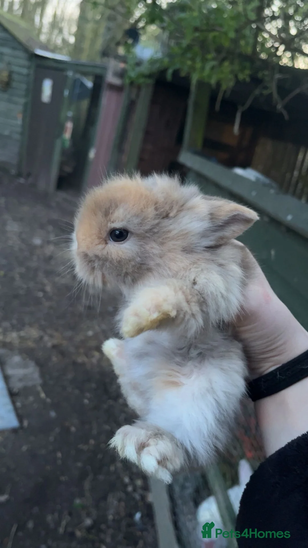 Lionhead rabbits for sale: Lion head rabbits  - Advert 2