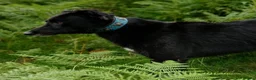 Lurcher dogs for stud: Lurcher for stud  - Advert 6