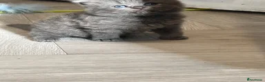 British Shorthair 1