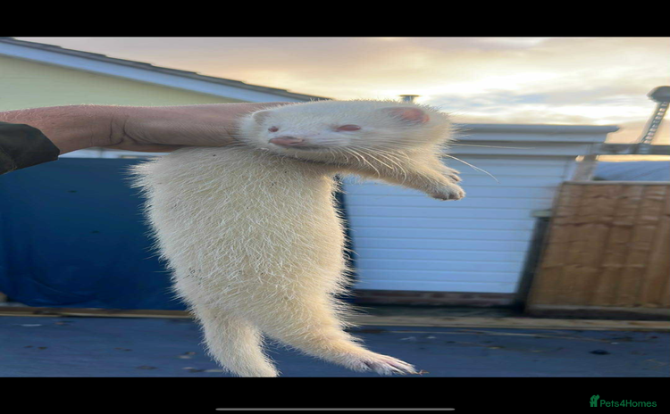 Ferret rodents - Advert 3