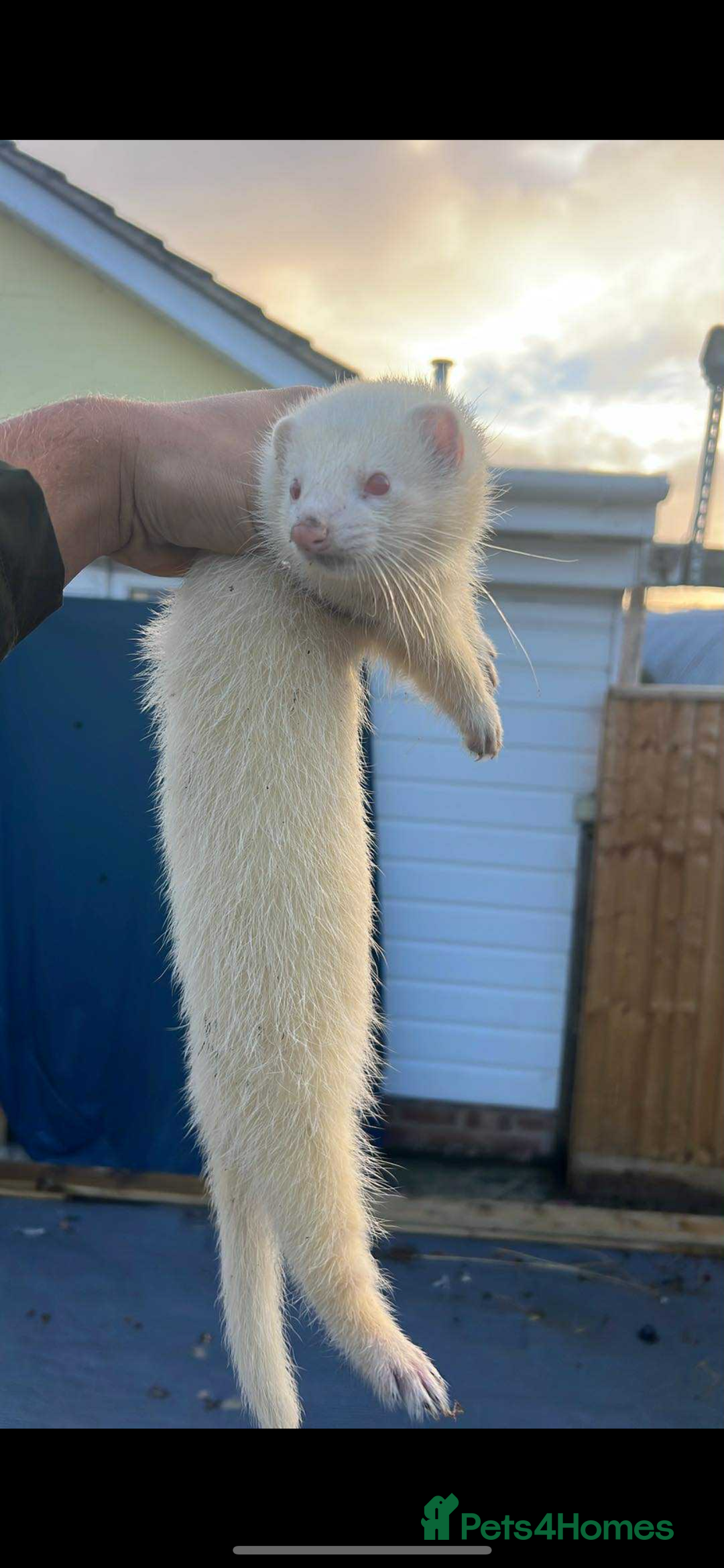 Ferret rodents for sale: Male ferret  - Image 1