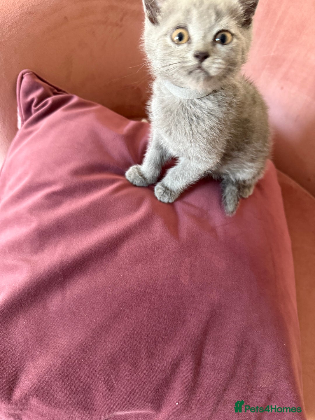 British Shorthair cats for sale: British Shorthair Kittens, 5 weeks free Insurance - Image 9