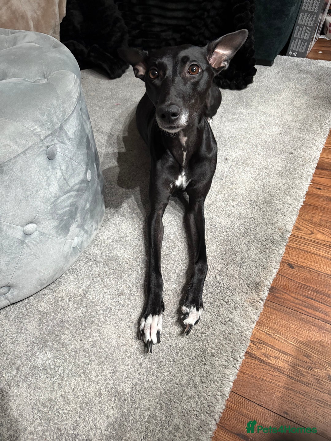 Whippet dogs for sale: 3 beautiful male whippets - Advert 2