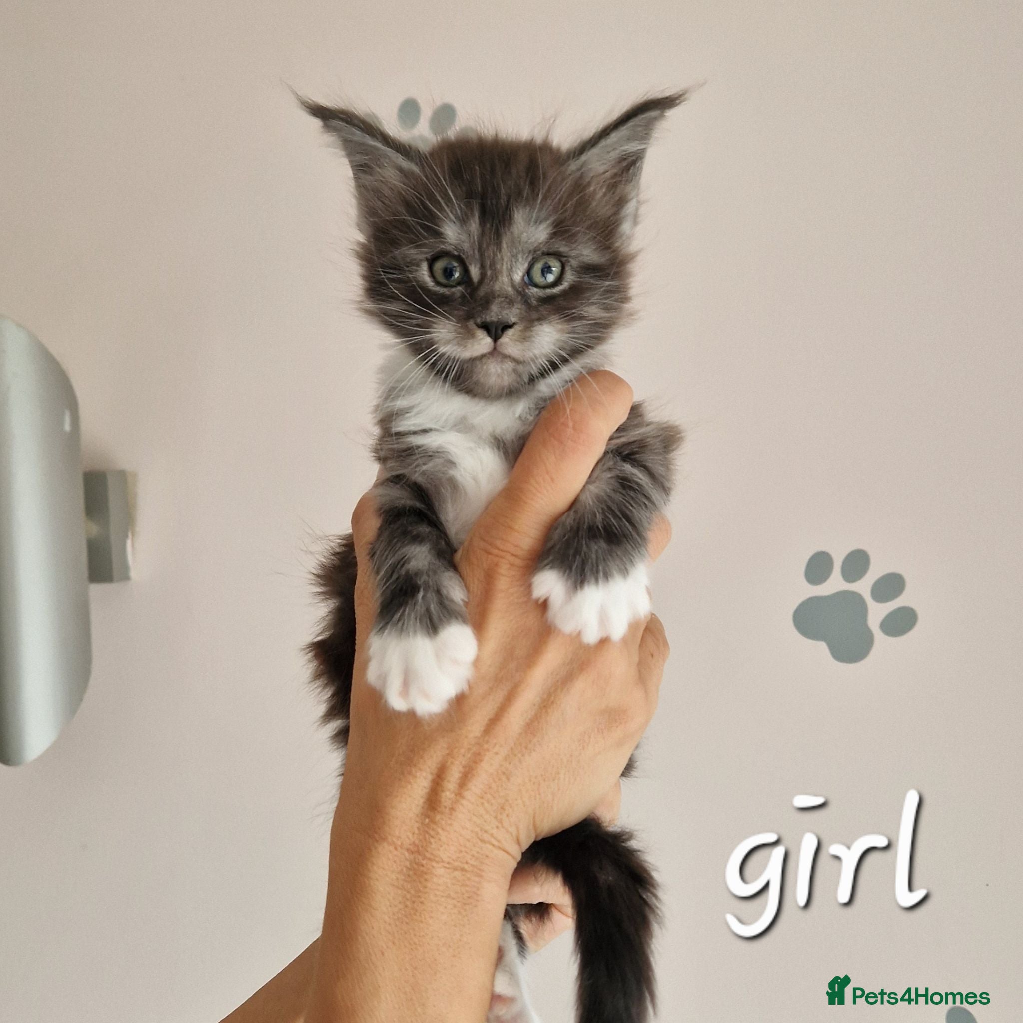 Maine Coon cats Pedigree XXL mainecoon kittens  - Advert 2