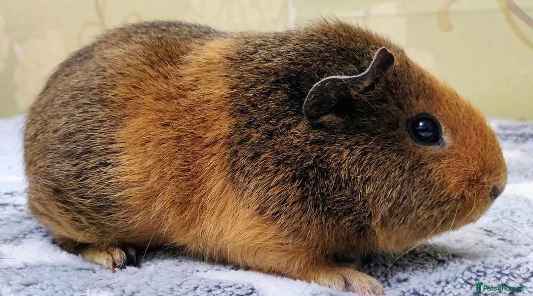 Guinea Pig rodents for sale: Pairs of Sows - Happy, Healthy, Friendly Sows - Image 19